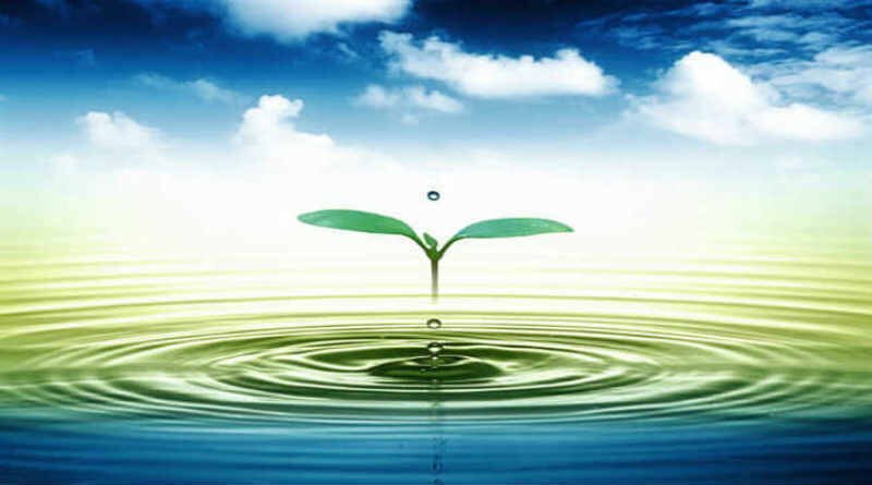 planta com duas folhas em meio as águas de um lago