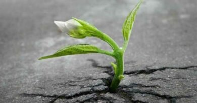 planta germinando em rachadura do asfalto