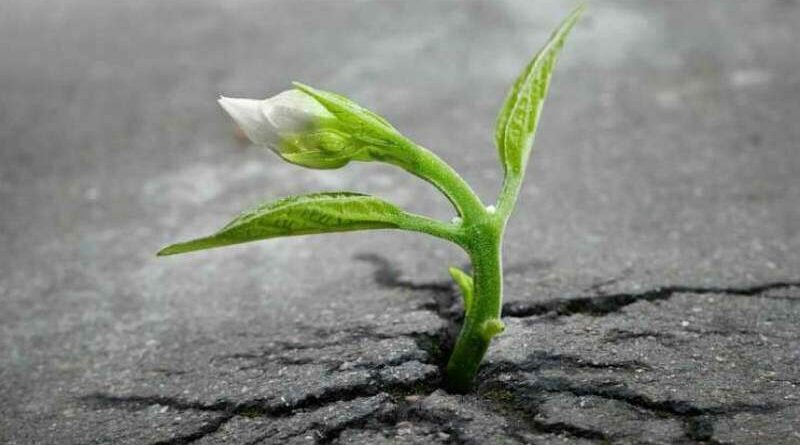 planta germinando em rachadura do asfalto