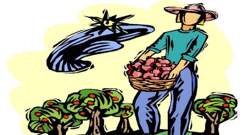 agricultor com cesta cheia de frutos