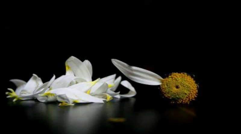 Por que Deus permite o sofrimento dos Inocentes? 1 flor margarida despedaçada