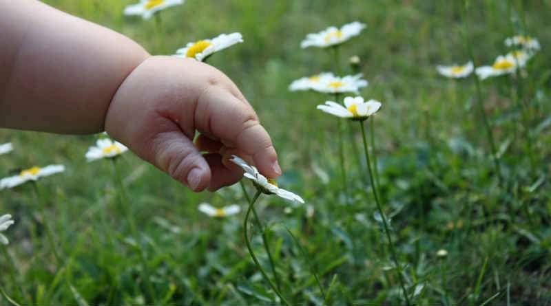 Um inocente também é justo? 1 mão de uma criança tocando uma flor margarida