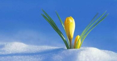 flor surgindo de cristais de neve