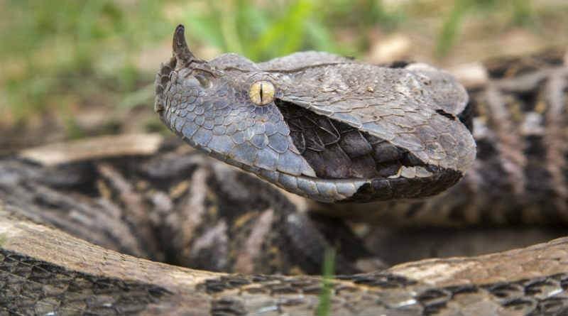 imagem de uma cobra, áspide