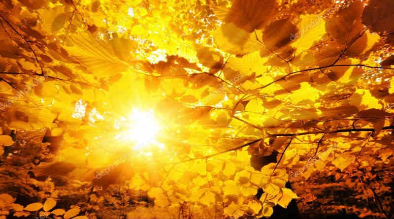 raios de sol entre árvores