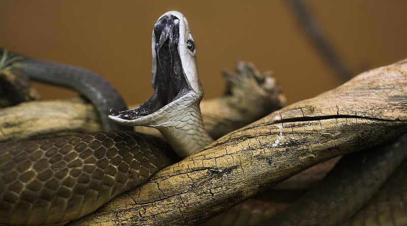 Eis que vos dou poder 1 cobra com a boca aberta