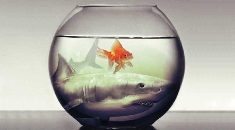 um tubarão junto de um peixinho dentro de um pequeno aquário