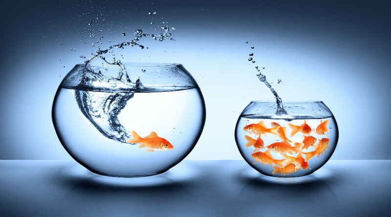 dois aquários: o maior com um peixe, e o menor com vários peixes
