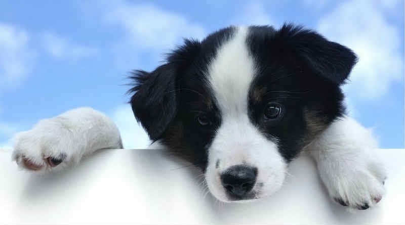Ficarão de fora os cães 1 a cabeça de um cãozinho