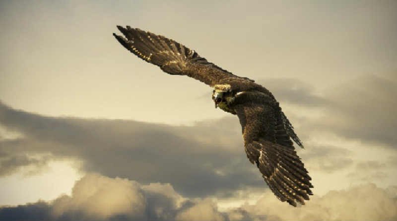 águia sobrevoando pelo céu