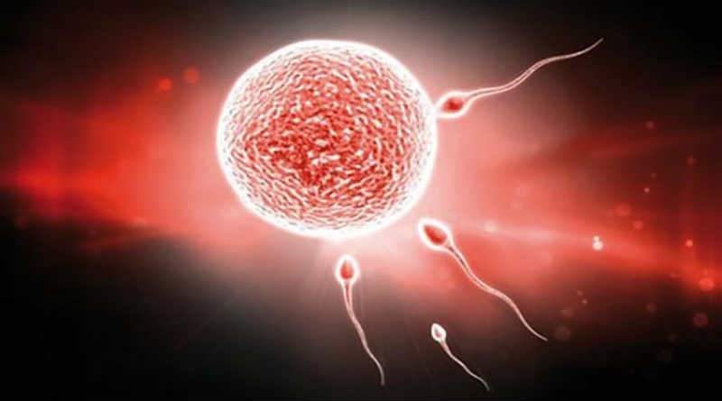 óvulo sendo fecundado por espermatozoides