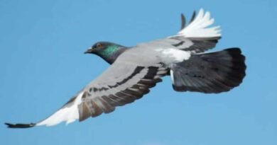 uma pomba voando no céu azul