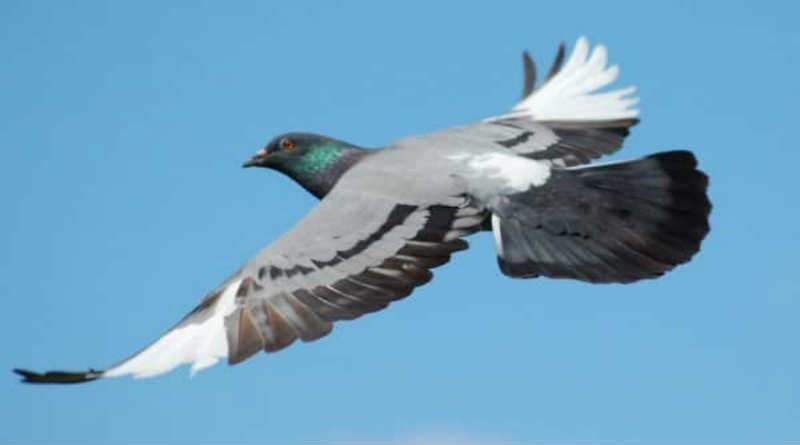 uma pomba voando no céu azul
