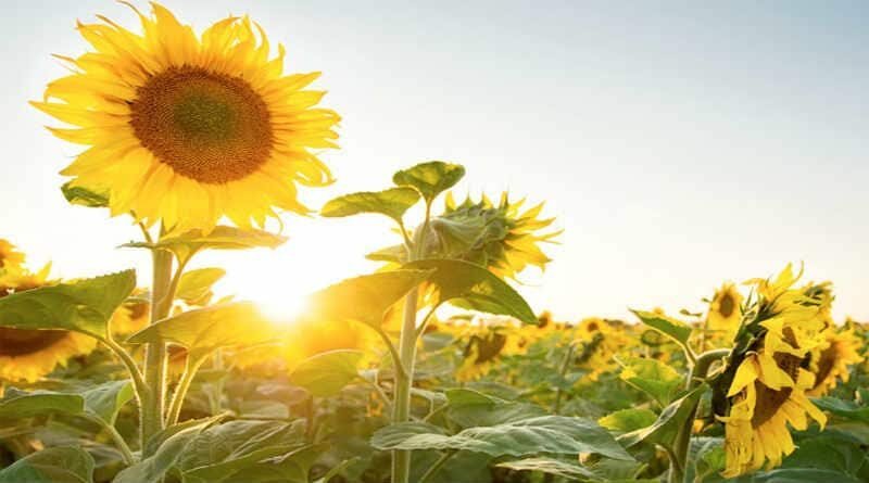 plantação de girassóis