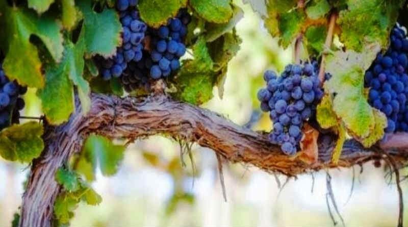 ramos da vide e caxos de uvas