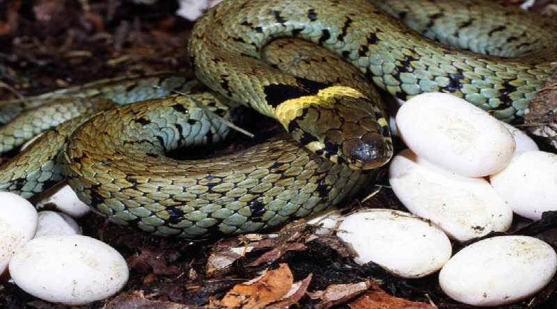 uma serpente e alguns ovos
