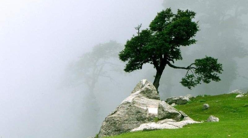 árvore plantada junto a um precipício