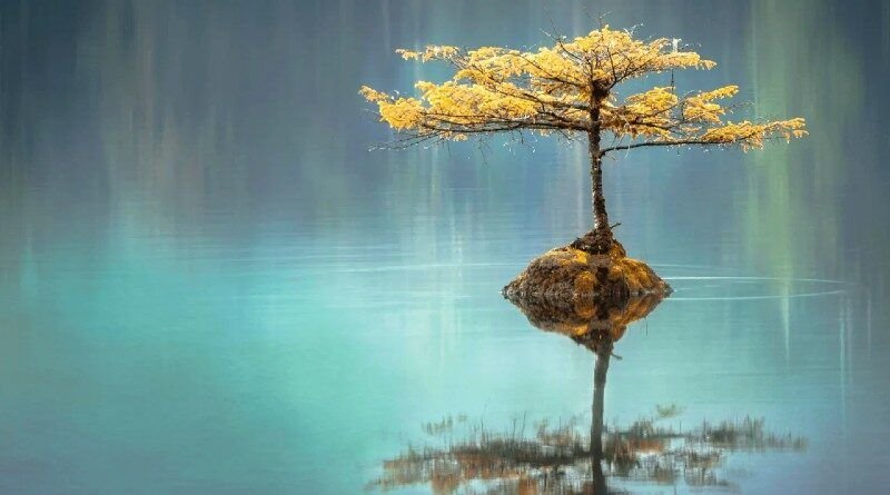 Árvore refletida simetricamente na água