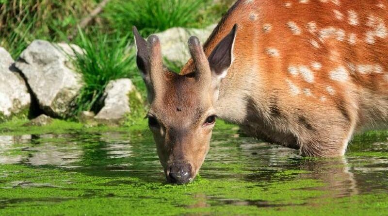 Corsa bebendo água no lago